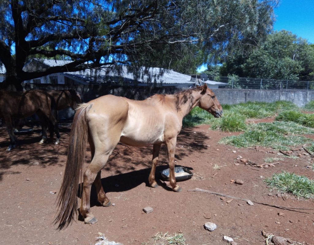Internauta procura cavalo que sumiu no Universitário