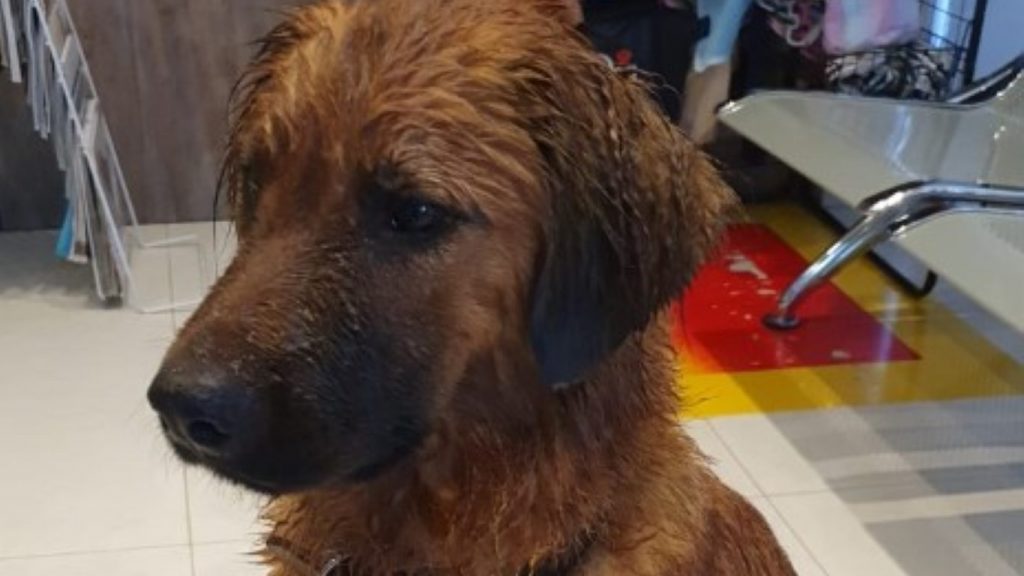 Cachorrinha com pata machucada é acolhida, você conhece o dono?