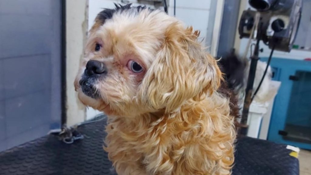 Cachorrinha perdida é resgatada no Bairro Tropical