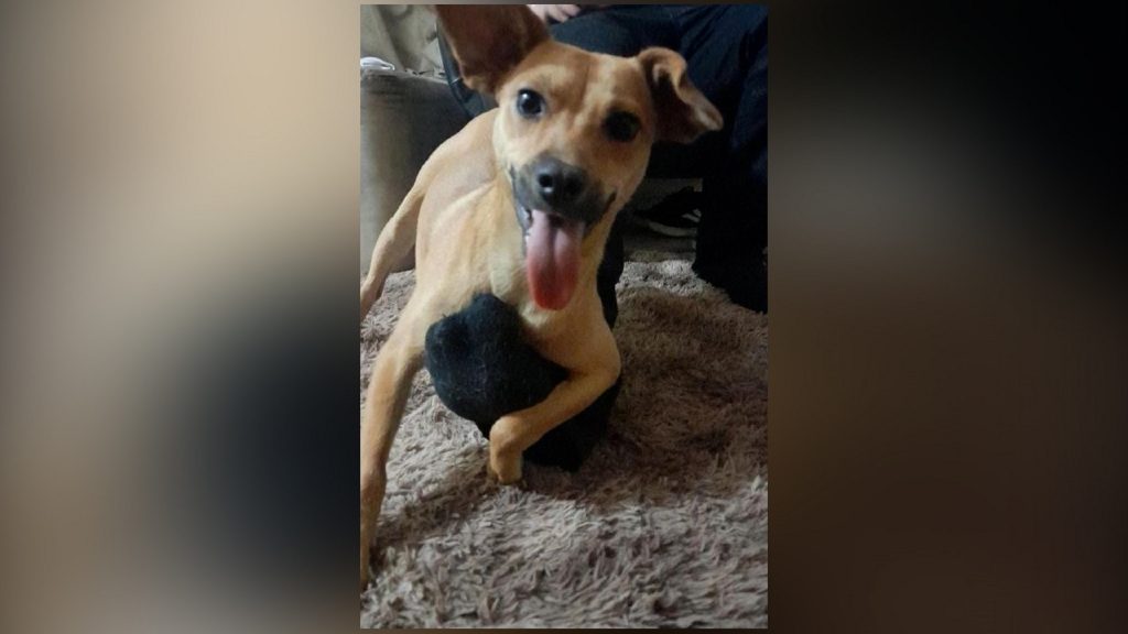 Internauta procura cachorro que sumiu na região do Bairro Santa Cruz