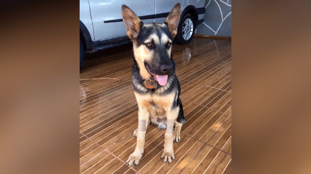 Internauta procura cachorro que sumiu na região do Bairro Consolata