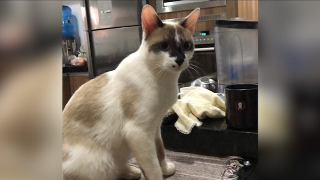 Gatinho fugiu de sua casa na Rua Natal e dona pede ajuda para encontrá-lo
