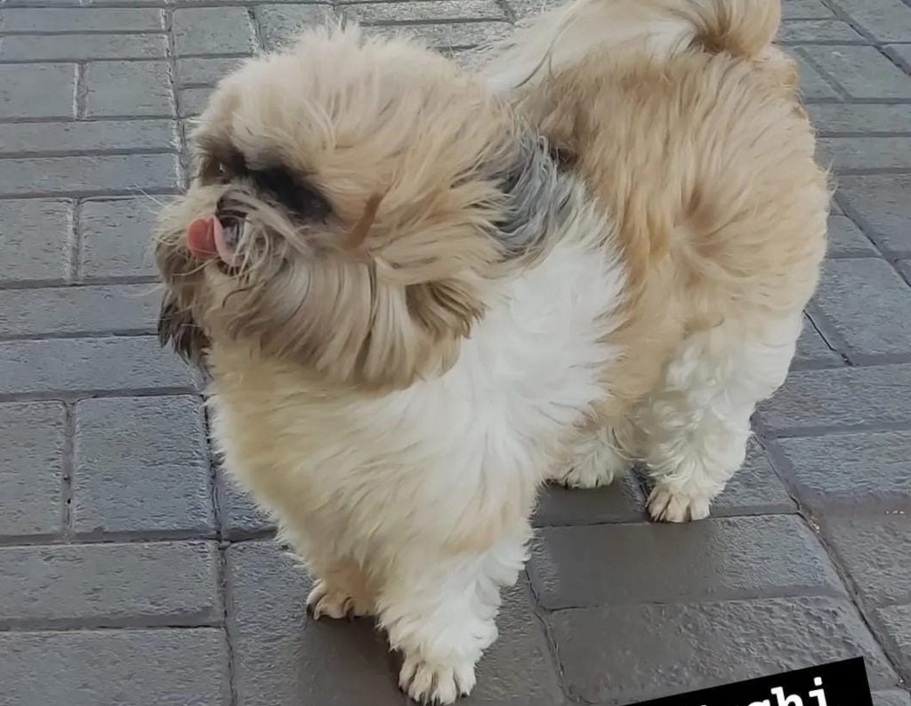 Cachorrinho Sushi sumiu na região do Alto Alegre