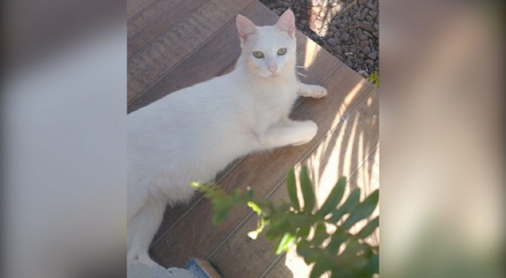 Internauta procura por gatinho que sumiu na região do Bairro Cataratas; quem devolver recebe recompensa