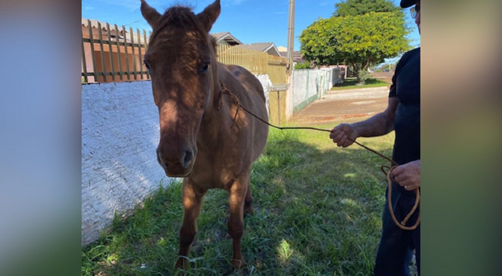 Internauta encontra cavalo perdido no Bairro Universitário