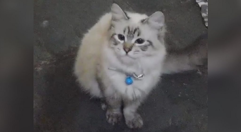 Internauta procura por gatinho que sumiu de um imóvel na Rua Visconde de Guarapuava