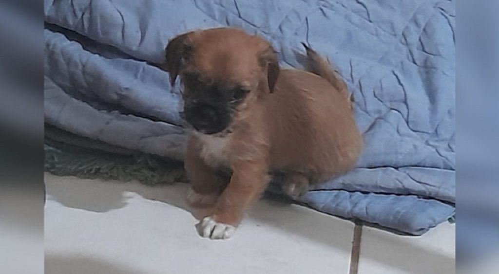 Internauta procura cachorrinho que sumiu no Parque São Paulo