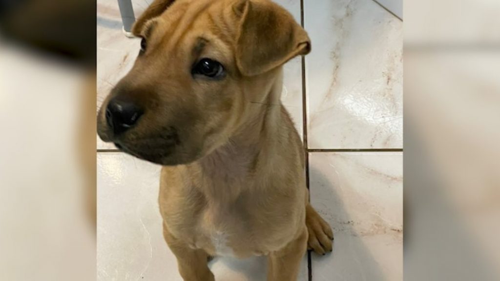 Cachorrinho filhote foi encontrado, conhece o dono?