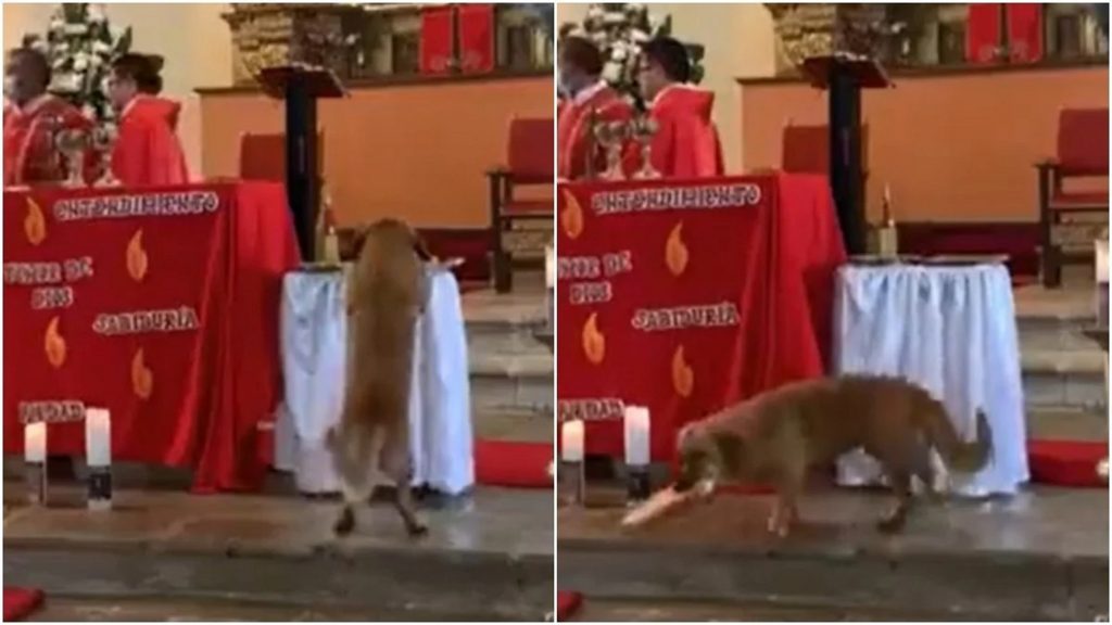 Cachorro de rua entra em igreja e furta pão durante celebração de missa
