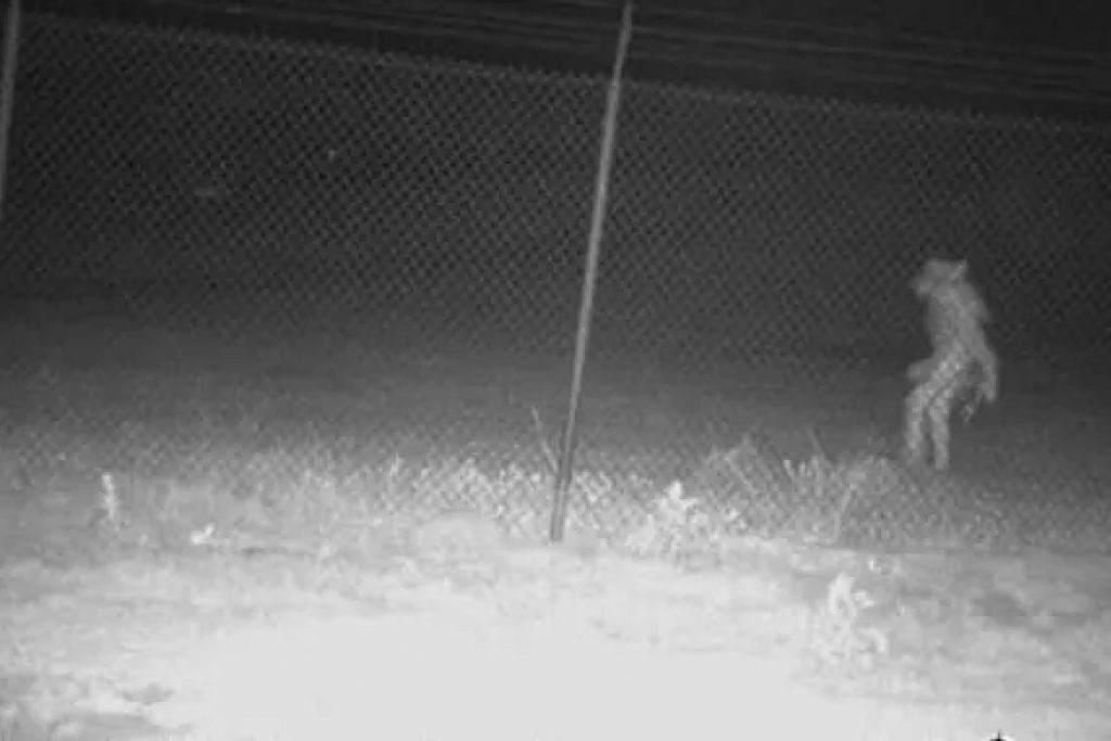 Câmera de segurança filma criatura sinistra em zoológico