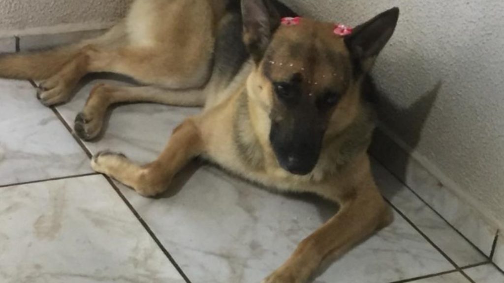 Mel está perdida e seus donos procuram por ela