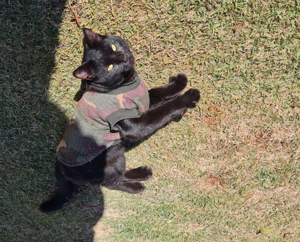 Gatinho “bem vestido” é encontrado no Maria Luiza