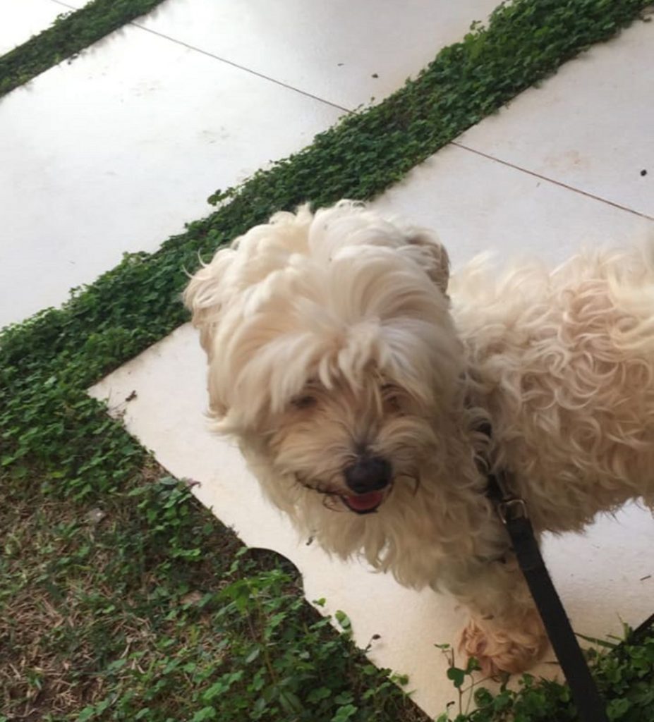 Família procura por cão Snoop que sumiu na região do Parque Verde