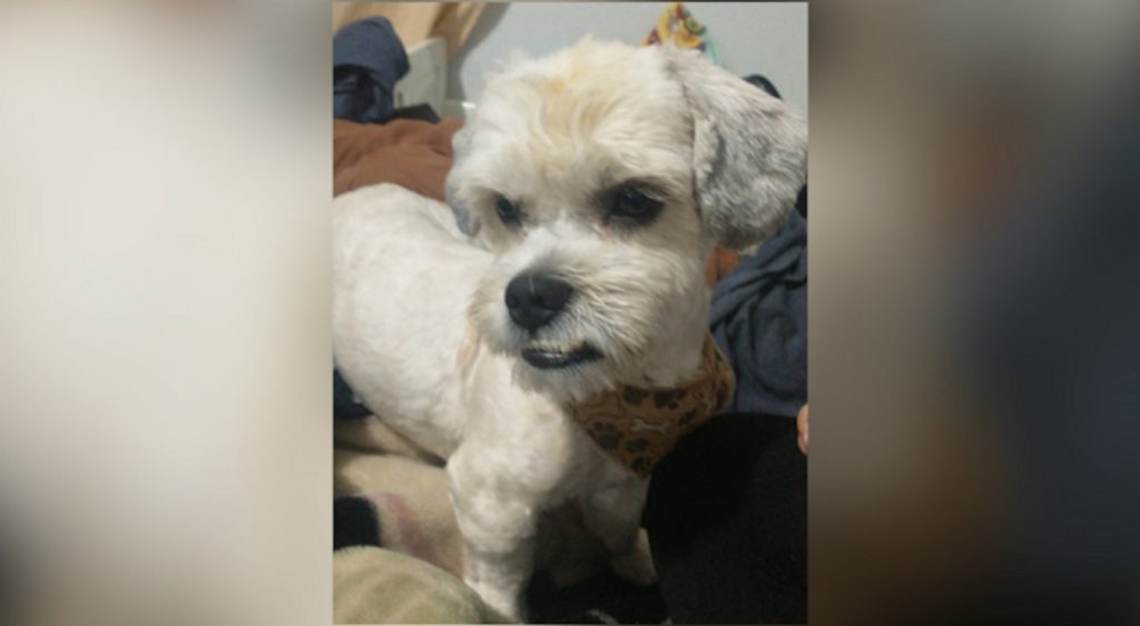 Internauta procura por cachorro que sumiu na região do Bairro Tarumã, em Cascavel