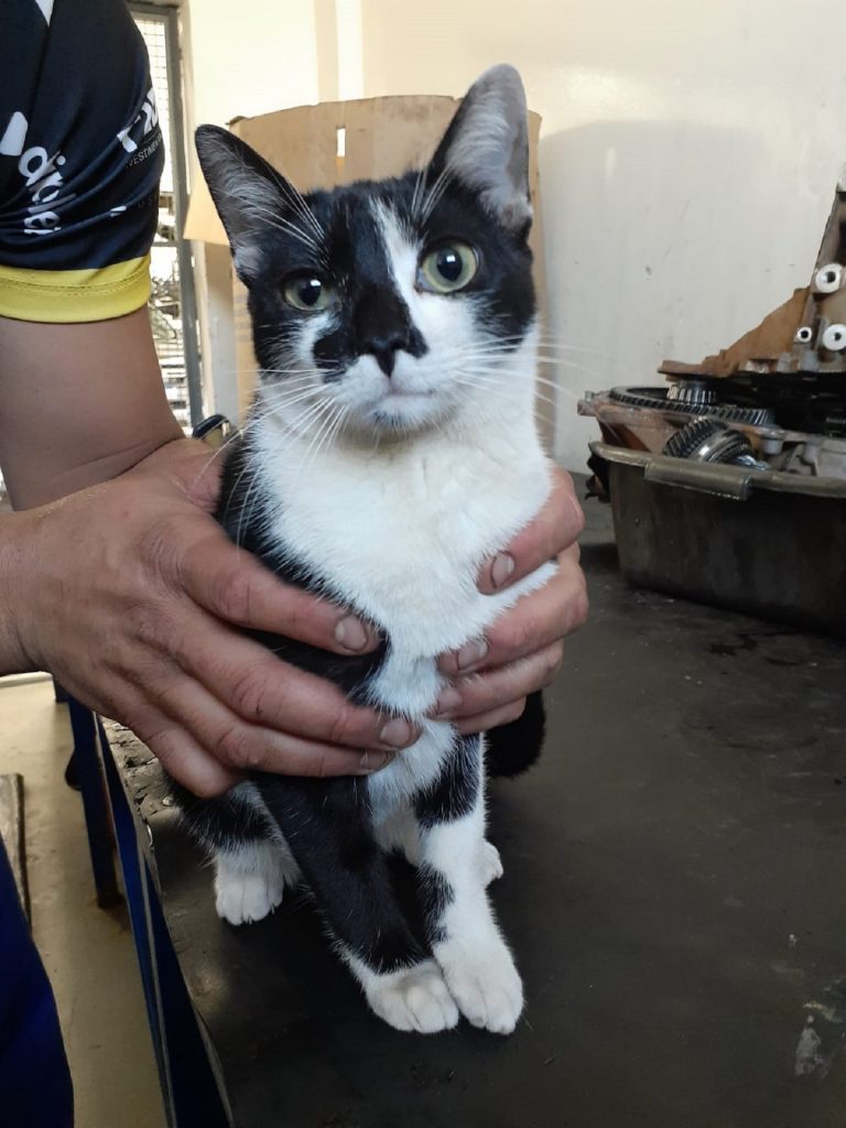 Gatinho foi encontrado no São Cristóvão