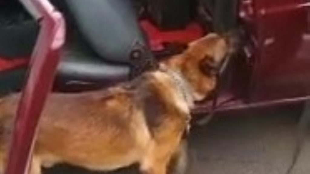 Veja vídeo do cão policial “Thor” em ação pelo 3º BPM