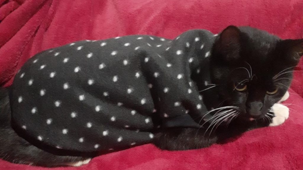 Gato Augusto sumiu no Bairro Universitário