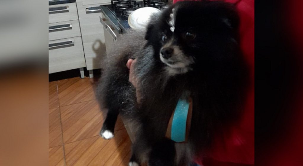 Internauta tenta localizar cachorro “Pepe”