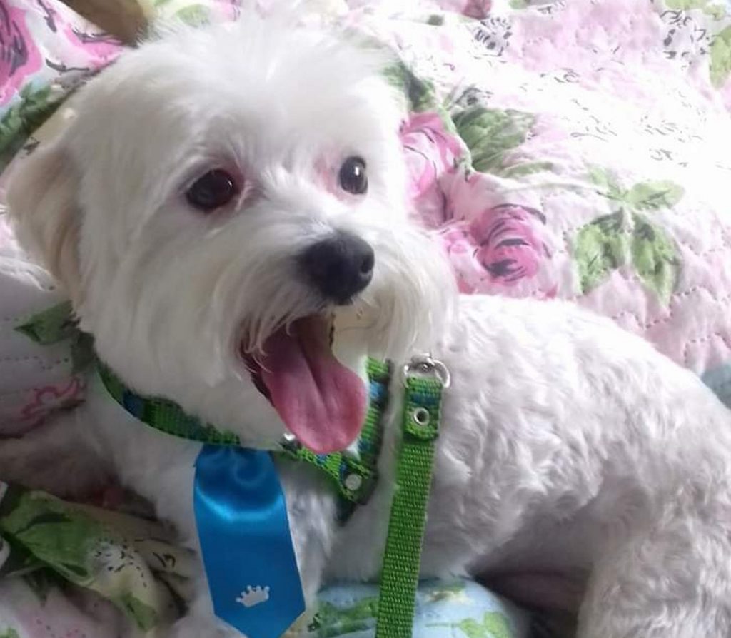 Internauta procura “Snoop” que sumiu da região do Bairro Parque Verde