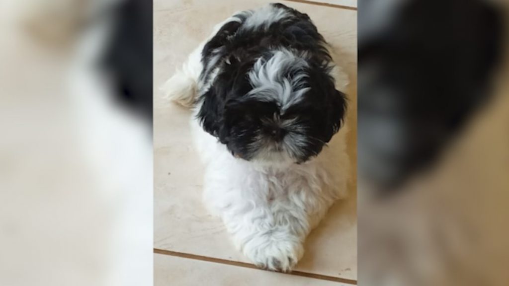 Cachorrinho está sumido no bairro Canadá, você viu?