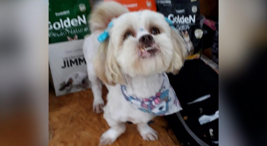 Internauta encontra cachorrinha perdida e tenta localizar o dono