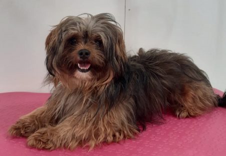 Internauta procura por cachorrinha que desapareceu no Bairro Floresta Imagem referente a Internauta procura por cachorrinha que desapareceu no Bairro Floresta