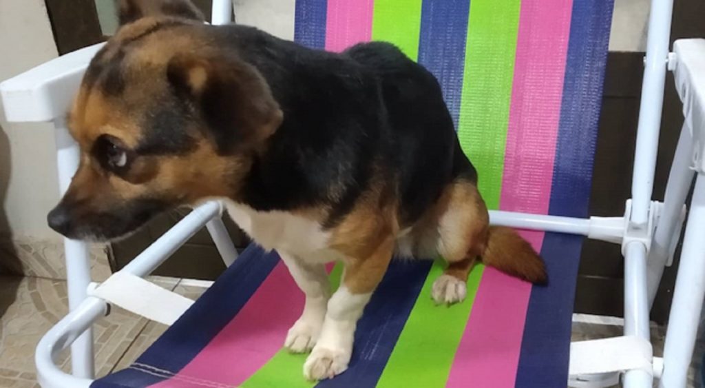 Internauta procura dono (a) dessa cachorrinha da foto
