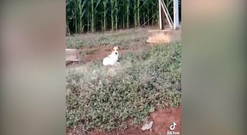 Colônia Barreiros: Moradores reclamam de descarte irregular de lixo e abandono de animais