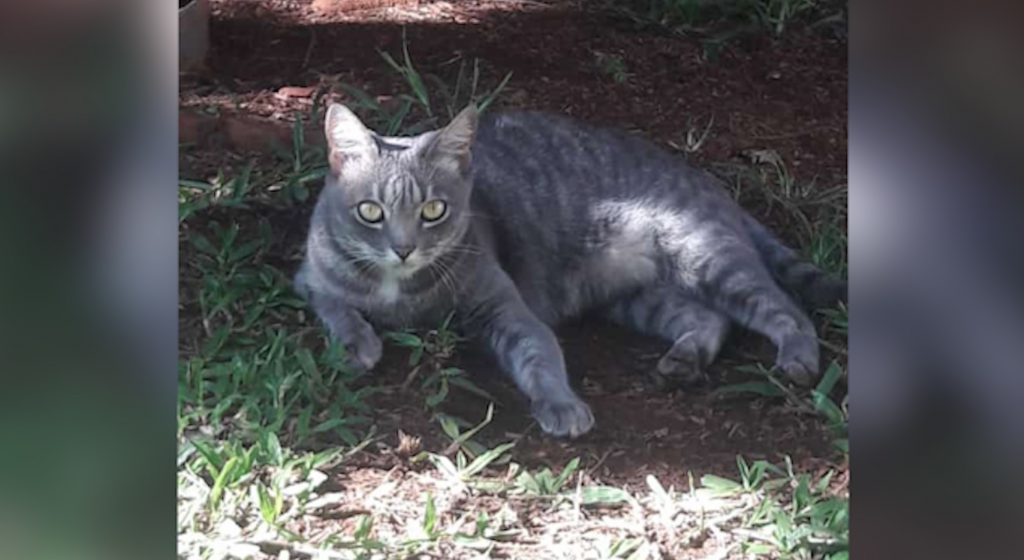 Gata Amora fugiu de sua casa no Bairro Canadá