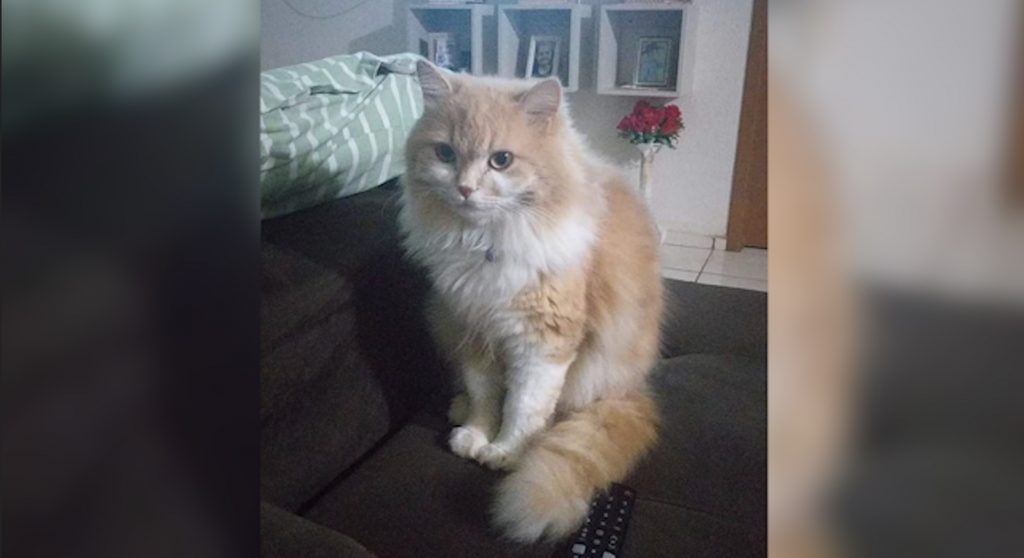 Gato “Edy” fugiu na Rua Manoel Konner