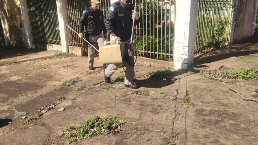 Bombeiros capturam gambá na Região Central de Cascavel