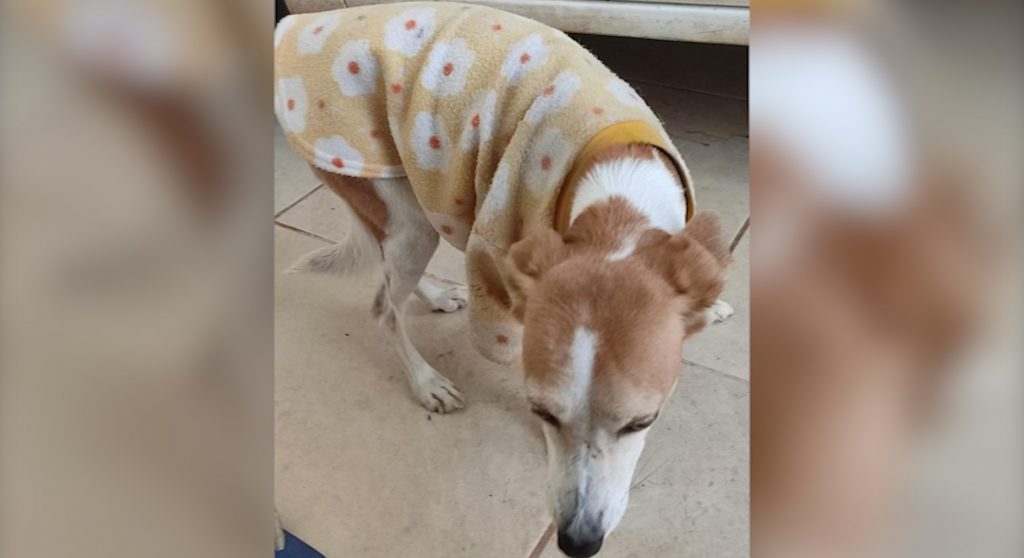 Cachorrinha é encontrada e acolhida, internauta procura pelos donos