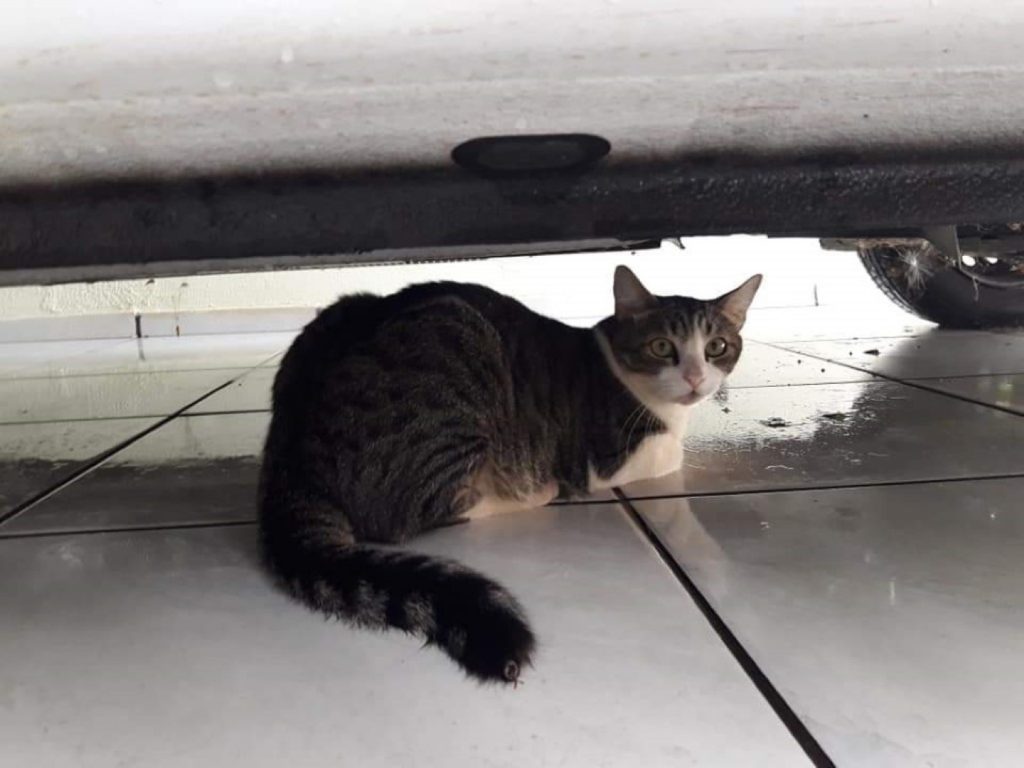 Gato Theodoro fugiu no Bairro Tropical