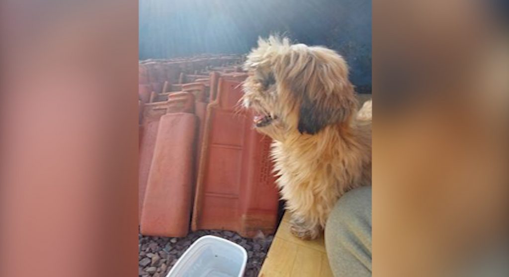 Duas cachorrinhas perdidas são acolhidas no Santo Onofre, conhece o dono?