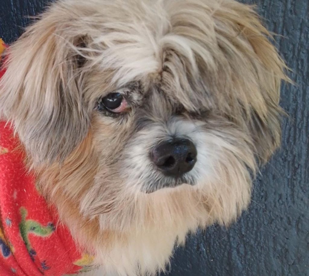 Cachorrinho perdido é acolhido no Tarumã, internauta procura por dono