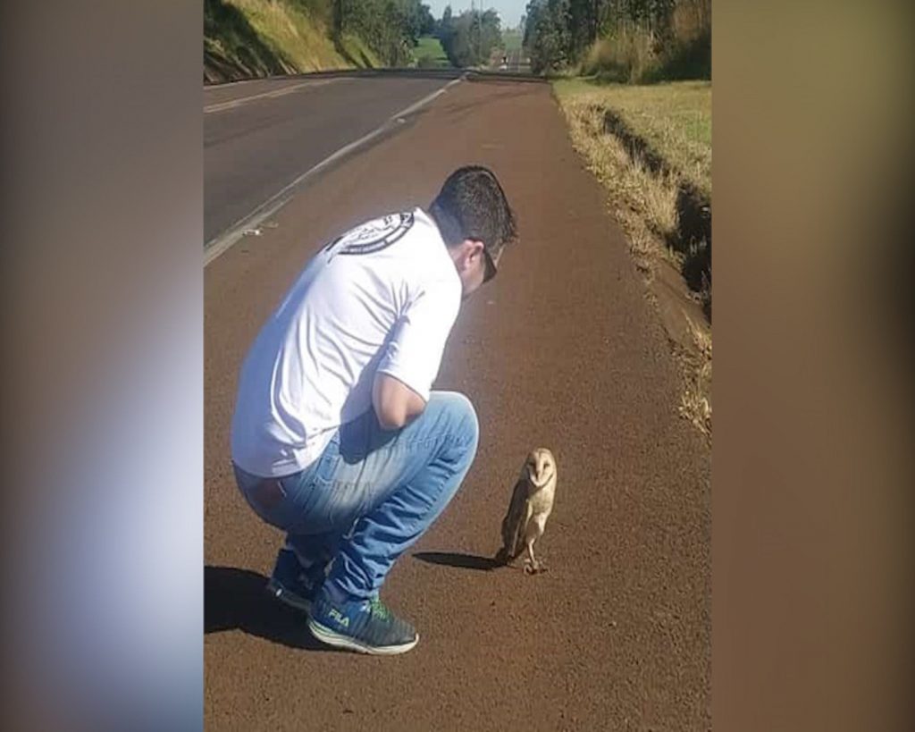 Coruja machucada é resgatada de rodovia e internauta pede ajuda para tratamento e destino do animal