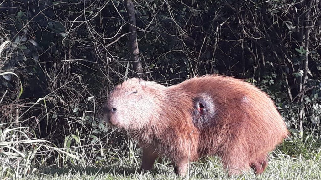 Secretaria de comunicação da Prefeitura aponta que na segunda-feira (20), profissionais vão procurar por capivara machucada