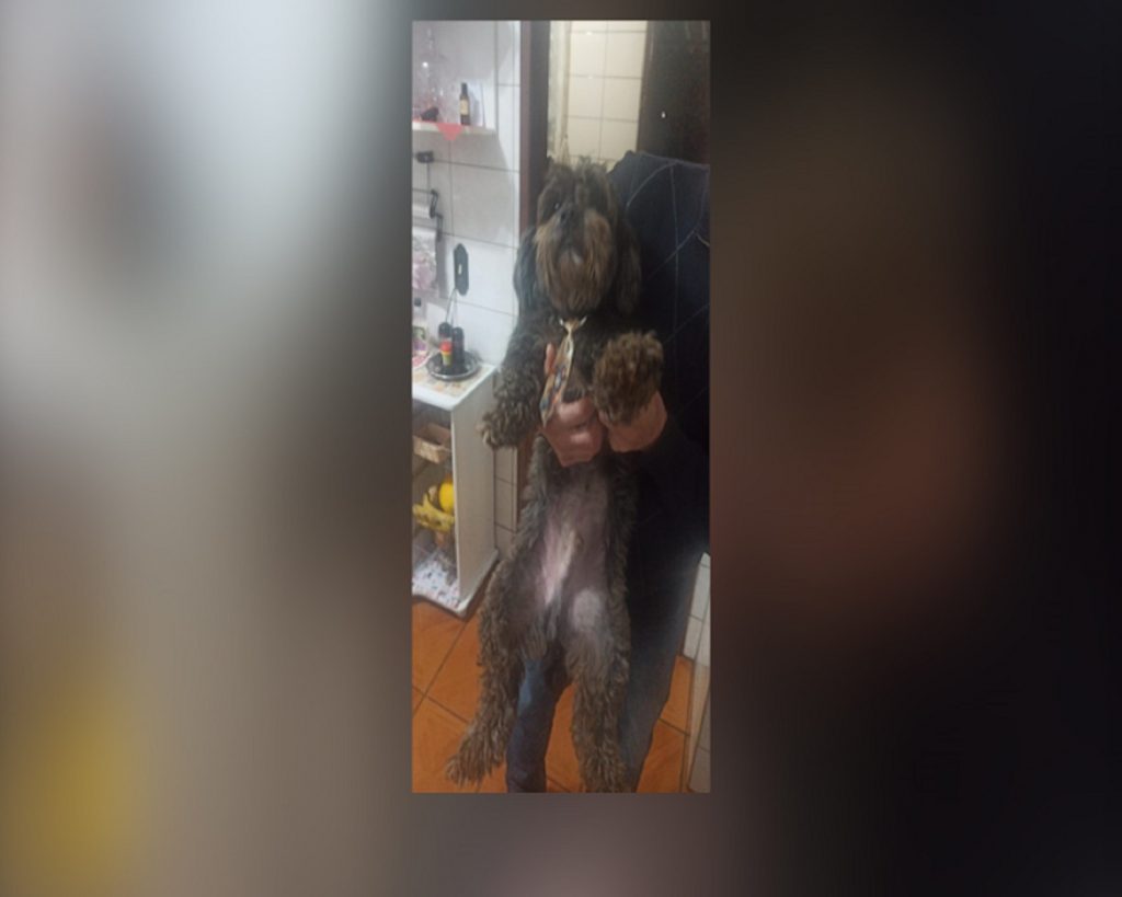Internauta procura dono desse cachorrinho que foi localizado na Av. Brasil