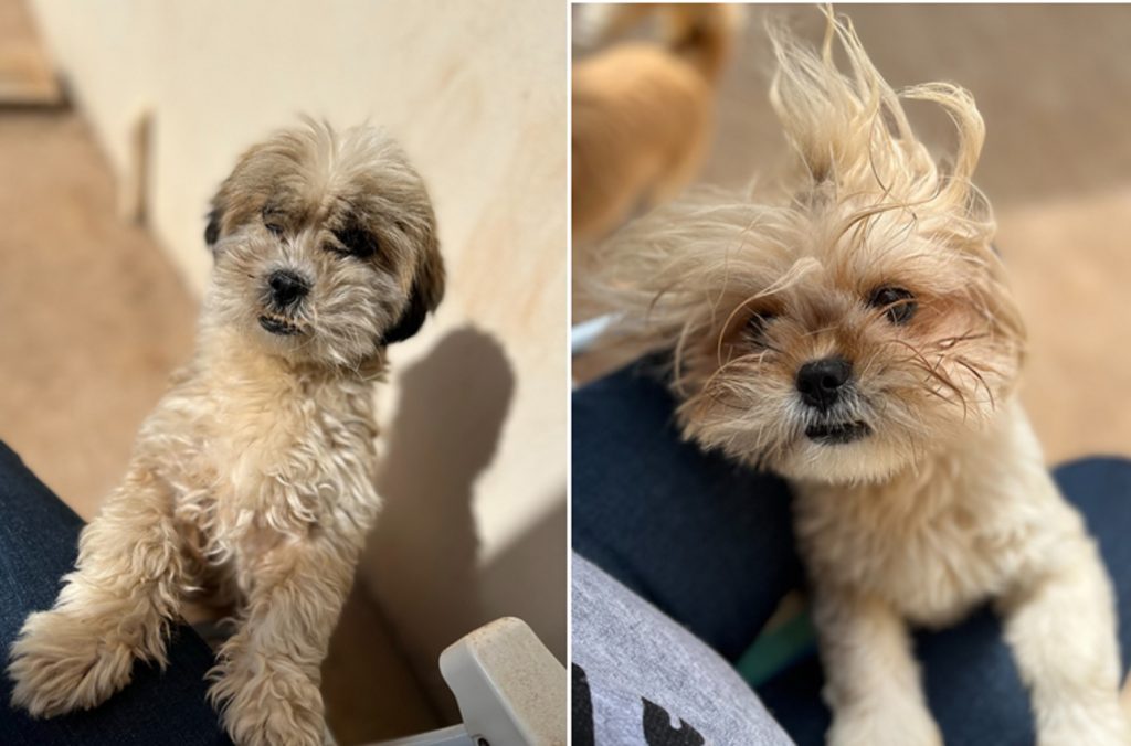 Cachorrinhas sumiram no Santo Onofre