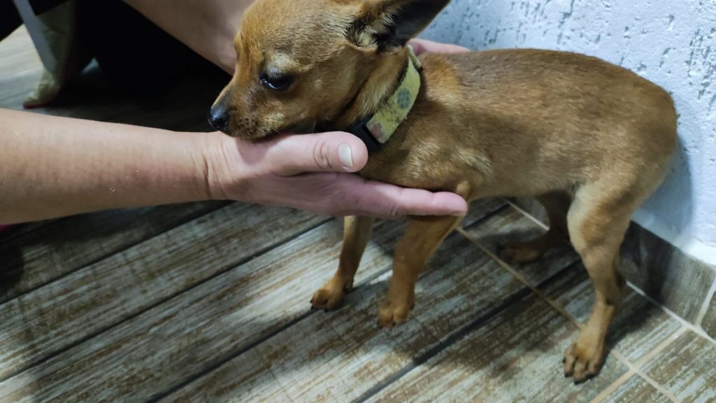 Cachorrinha é resgatada no Santa Cruz