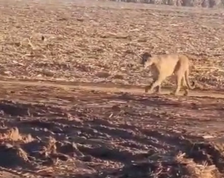 Vídeo: Onça-parda aparece andando tranquilamente em canavial