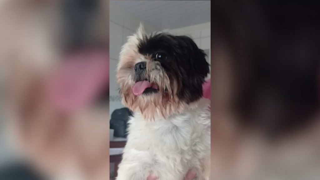 Cachorrinho perdido é encontrado, conhece o dono?