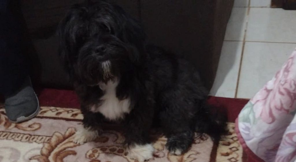 Internauta procura por cachorrinha que sumiu da região do Bairro Cataratas, em Cascavel