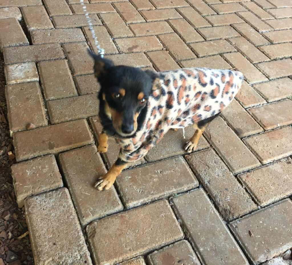 Internauta encontra cachorrinho no Morumbi e procura pelo dono