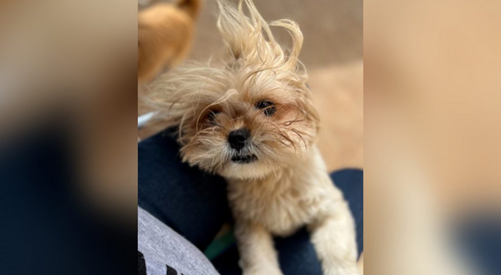 Internauta procura cachorrinha que sumiu na região do Santo Onofre