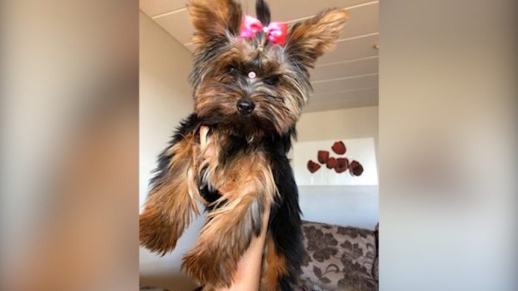 Cachorrinha fugiu de um edifício na Rua Minas Gerais