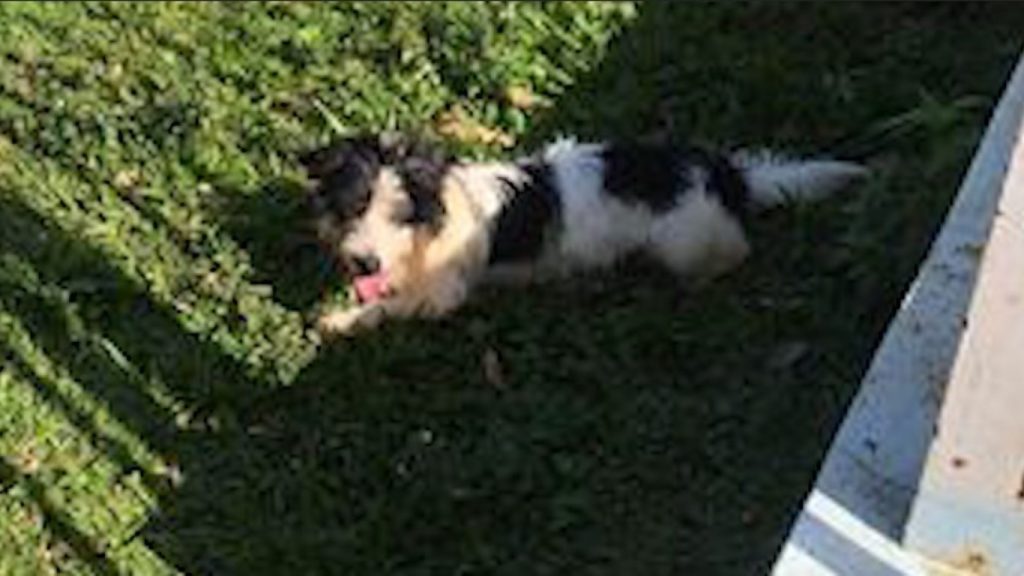 Cachorrinho perdido é encontrado por internauta, sabe quem é o dono?