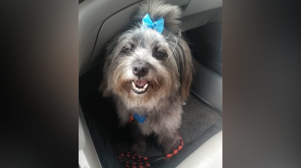 Internauta procura por cachorrinho que sumiu no Bairro São Cristóvão, em Cascavel