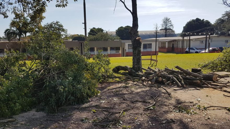 Corte de ipês com 40 anos gera reclamações no CEEP