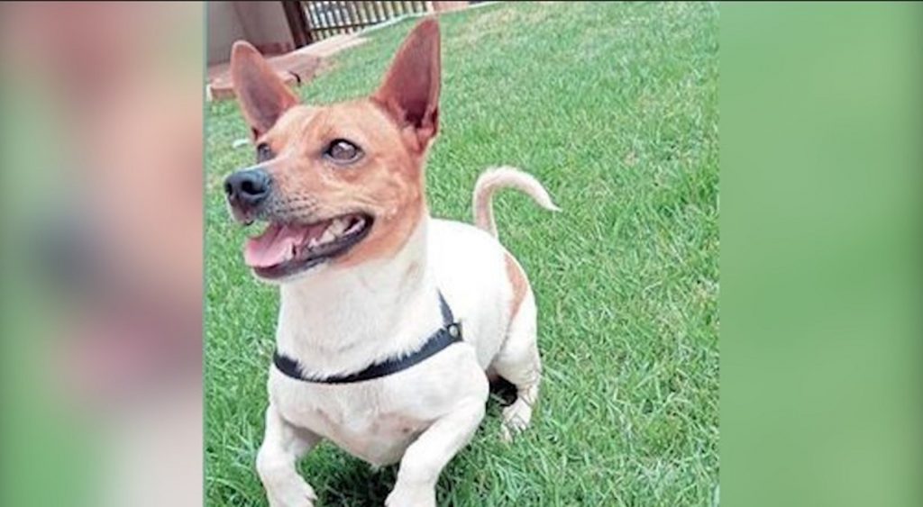 Cachorro Theodor está desaparecido próximo ao bairro Universitário